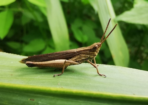ตั๊กแตนสีตาลลายจาง · Silent Slant-Faced Grasshopper · Phlaeoba infumata