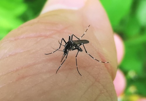 ยุงลายสวน · Asian Tiger Mosquito · Aedes albopictus