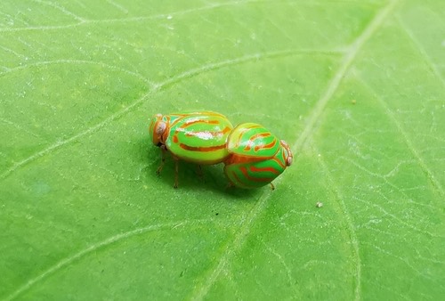 เพลี้ยกระโดดลายแตงโม · Hemisphaerius interclusus