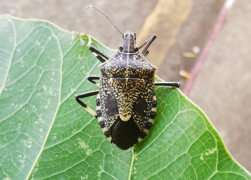 มวนเหม็นจุดเหลือง · Yellow-spotted Stink Bug · Erthesina fullo