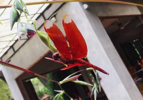 แมลงปอบ้านใหม่กลม · Russet Percher · Neurothemis fulvia