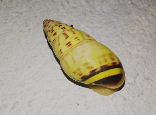 หอยนกขมิ้นเชียงใหม่ · Amphidromus xiengensis