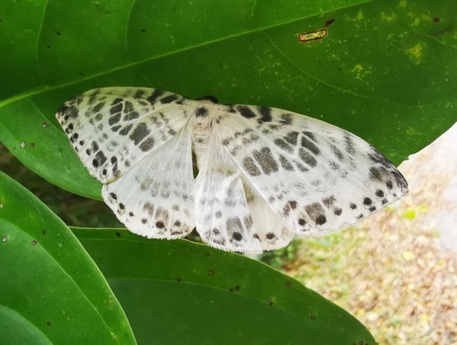 Cyclidia sericea