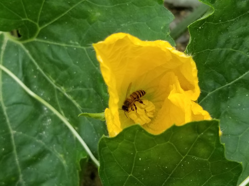 ผึ้งโพรง · Asian Honey Bee · Apis cerana