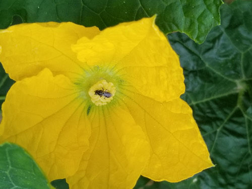 ผึ้งตอมเหงื่อแถบขาว · White Combed-Sweat Bee · Lasioglossum albescens