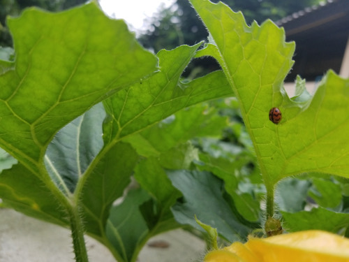 ด้วงเต่าลายหยัก · Six-spotted Zigzag Ladybird · Cheilomenes sexmaculata