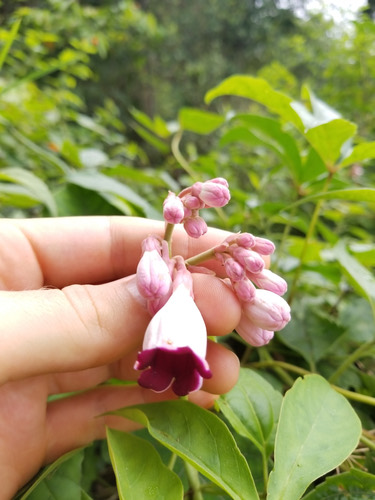 หยั่งสมุทร · Amalocalyx microlobus