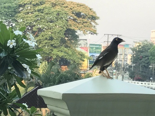 นกเอี้ยงสาริกา · Common Myna · Acridotheres tristis
