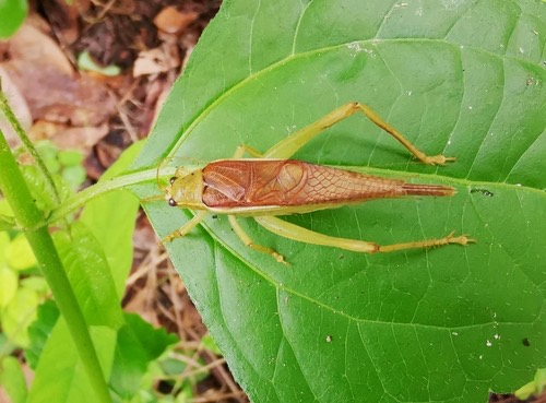 Sonotrella bicolor