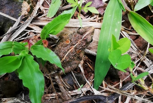 กบหนอง · Paddy Field Frog · Fejervarya limnocharis