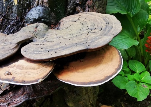 เห็ดหูช้าง · artist's bracket · Ganoderma applanatum