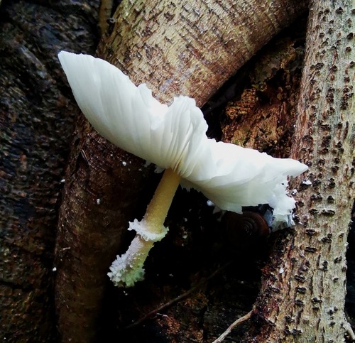 white chalk mushroom · Leucocoprinus cretaceus