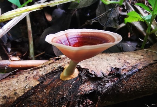 เห็ดกรวยทองตะกู · yellow stemmed micropore · Microporus xanthopus