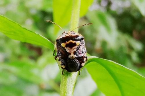 Menida formosa