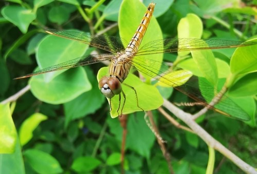 แมลงปอบ้านปีกเปื้อนส้ม · Ditch Jewel · Brachythemis contaminata