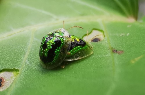 ด้วงเต่าทองเขียวผักบุ้ง · Green Tortoise Beetle · Cassida circumdata
