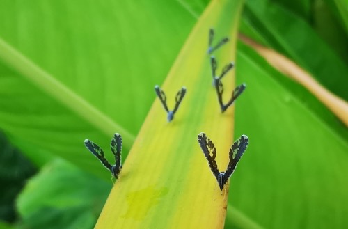 เพลี้ยกระโดดปีกยาว · Long-winged Planthopper · Proutista moesta