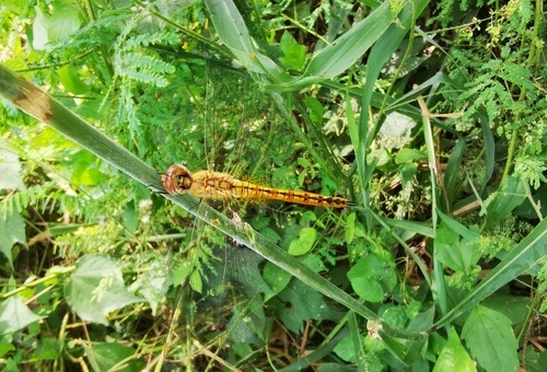 แมลงปอบ้านแผ่นปีกกว้าง · Wandering Glider · Pantala flavescens