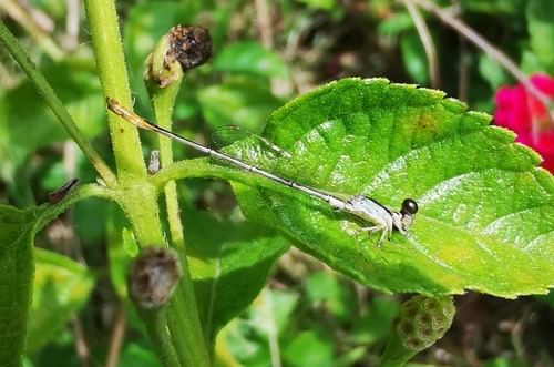 แมลงปอเข็มเล็กขนขาว · Variable Wisp · Agriocnemis femina
