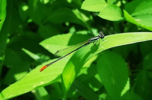 แมลงปอเข็มเล็กขนขาว · Variable Wisp · Agriocnemis femina
