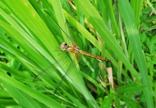 แมลงปอบ้านไตรมิตรสีชมพู · Crimson Marsh Glider · Trithemis aurora