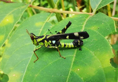 ตั๊กแตนลิงจุดเชื่อม · Conjoined Spot Monkey-grasshopper · Erianthus serratus