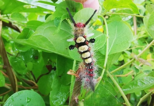 ผีเสื้อหนอนบุ้งหัวแดง · Brown Tussock Moth · Olene mendosa