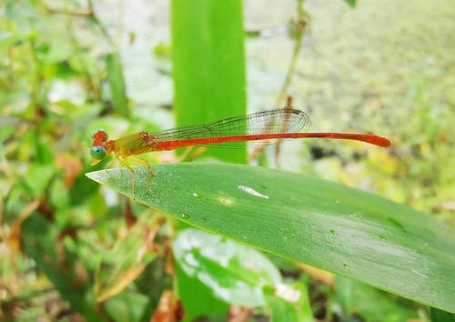 แมลงปอเข็มสีพื้นเขียวส้ม · Orange-tailed Sprite · Ceriagrion auranticum
