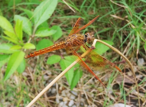 แมลงปอบ้านปีกเปื้อนส้ม · Ditch Jewel · Brachythemis contaminata