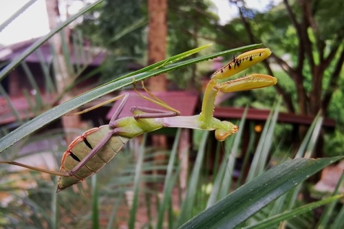 Giant Burmese Mantis · Hierodula pistillinota