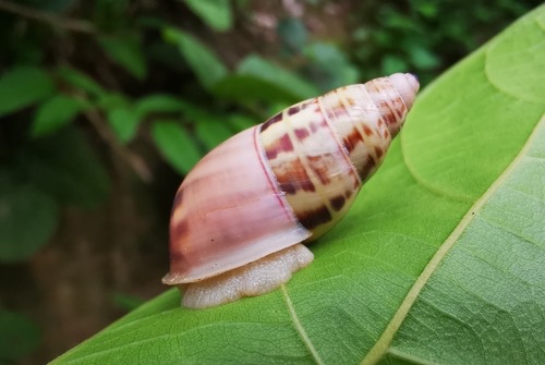 หอยนกขมิ้นเชียงใหม่ · Amphidromus xiengensis