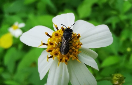 One-spotted Small Carpenter · Ceratina unimaculata