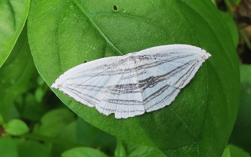 Acropteris iphiata