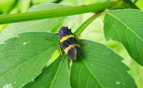 Olidiana brevis