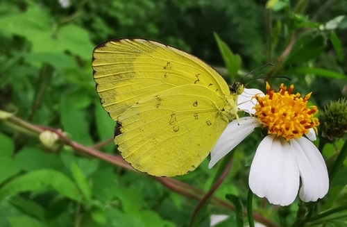 ผีเสื้อเณรสามจุด · Three-spotted Grass Yellow · Eurema blanda
