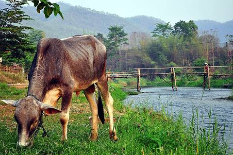 I photographed this near the bungalow I am staying at, next to the Pai river - which is very shallow this time a year.
Pai, Thailand.

For more pictures of Thailand, click <a href="https://www.flic