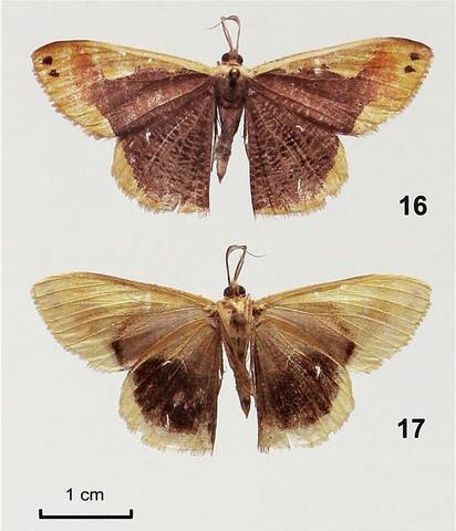 Title: Bonn zoological bulletin
Identifier: bonnzoologica5712010zool
Year: 2010 (2010s)
Authors: Zoologisches Forschungsmuseum Alexander Koenig
Subjects: Zoology
Publisher: Bonn : Zoologisches Forschu