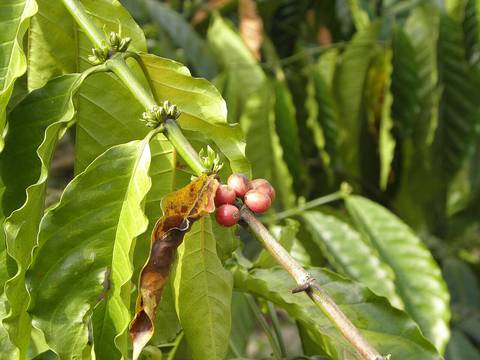 coffee fruit at Wynad, Kerala, India
