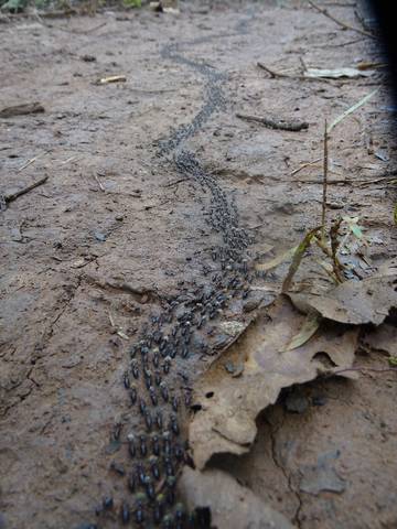 Termites in Pang Mapha District, Mae Hong Son Province.