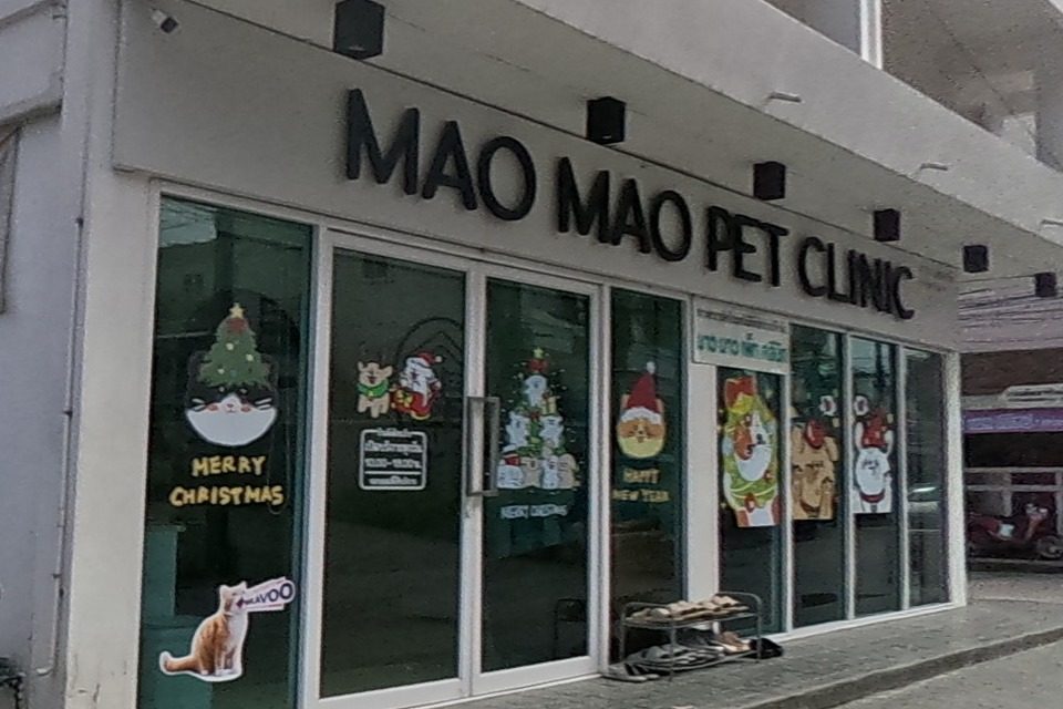รูปถ่ายของ Mao Mao Pet Clinic — สัตว์เลี้ยง ในเชียงใหม่ · Photograph of Mao Mao Pet Clinic, Pets in Chiang Mai