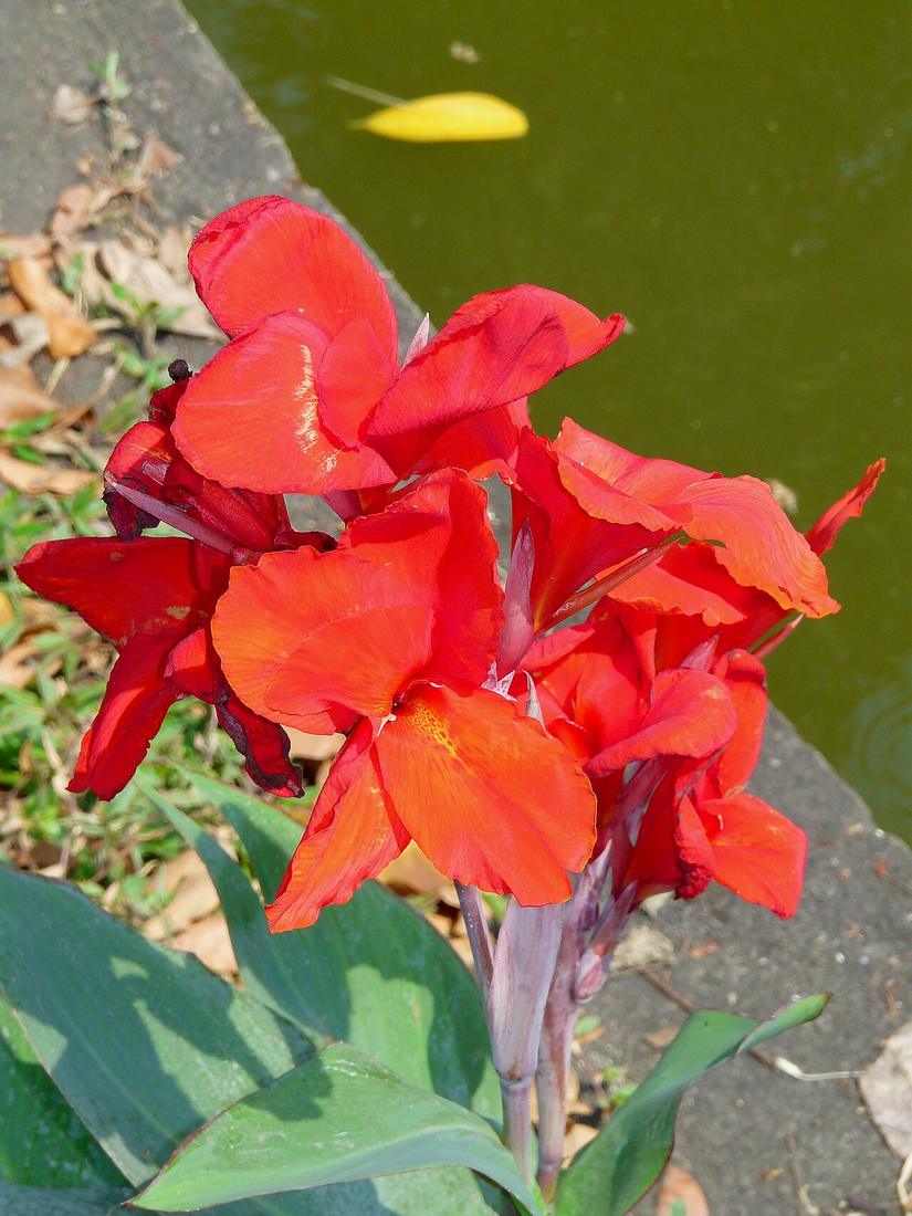 Flower at the city moat of Chiang Mai between Katam Corner and Chiang Mai Gate