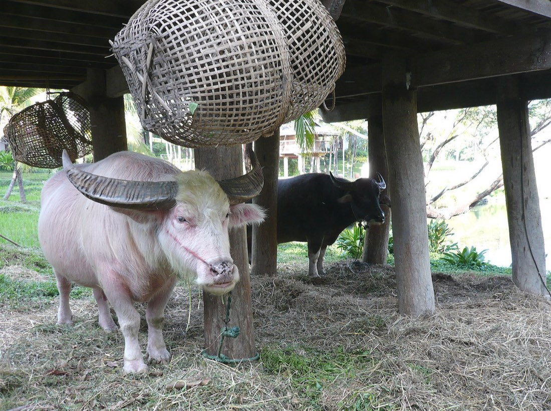Water buffalo, with the animal on the left an albino, in Chiang Mai, Thailand