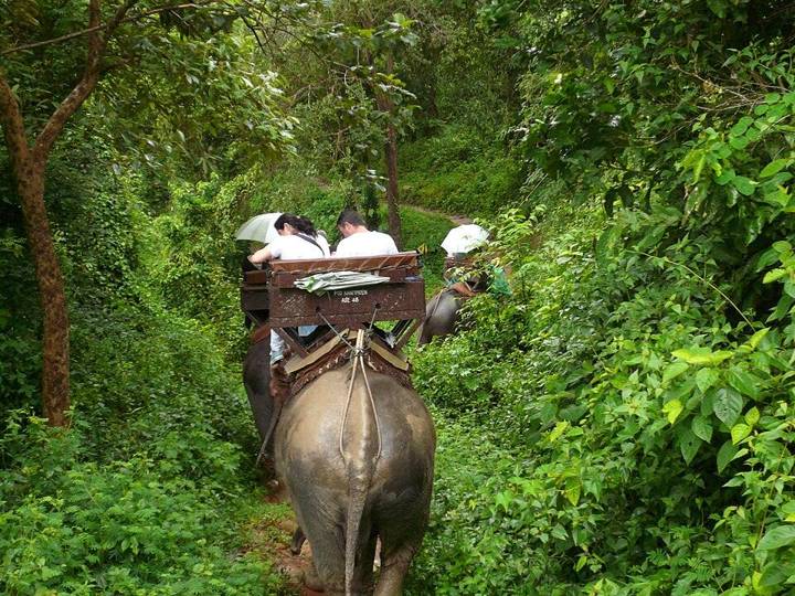 Paseando por la selva en elefante