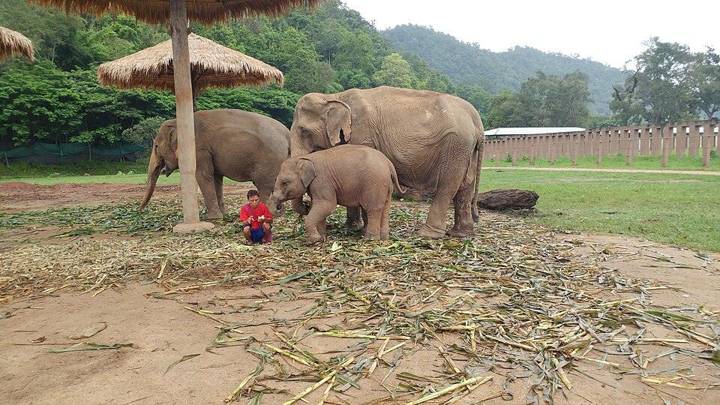 Mahout and elephants at the Elephant Nature Park in Thailand