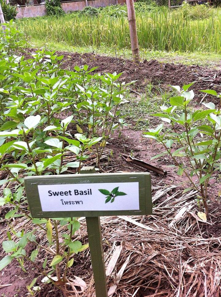 Prem Tinsulanonda International School garden