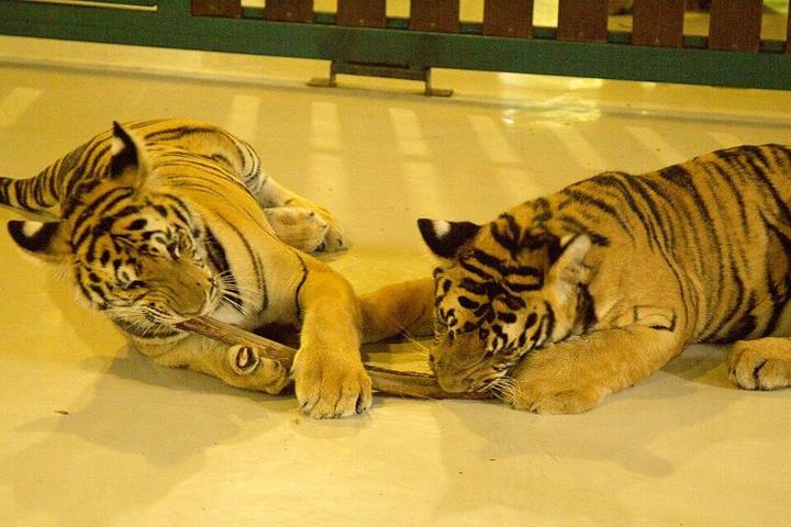 Two tigers in Tiger Kingdom, Chiang Mai, Thailand 2015.
