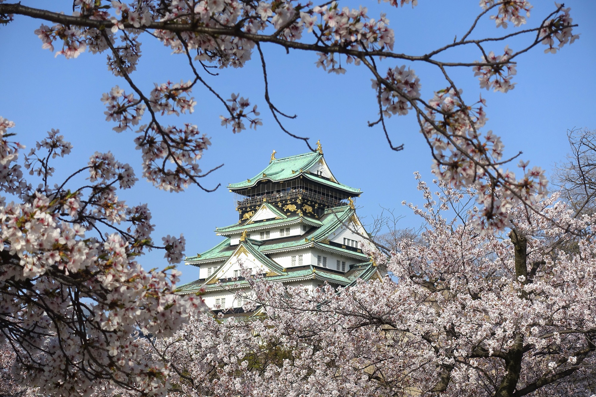 Osaka Castle's white and green keep above cherry blossom