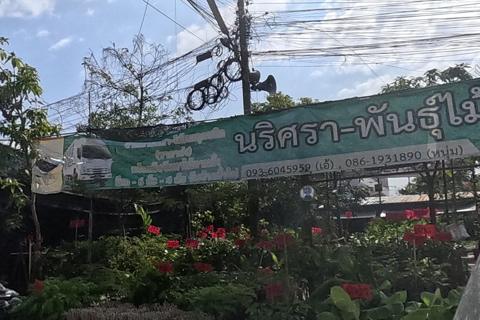 Narisa plant nursery