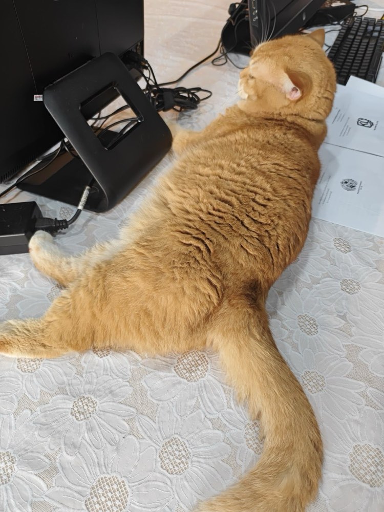 A ginger cat asleep across the desk at Laila Money Exchange