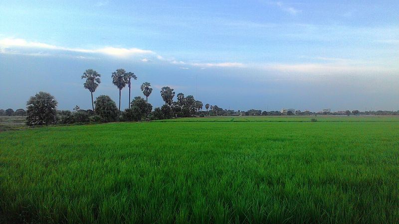 Rice fields, Rangsit